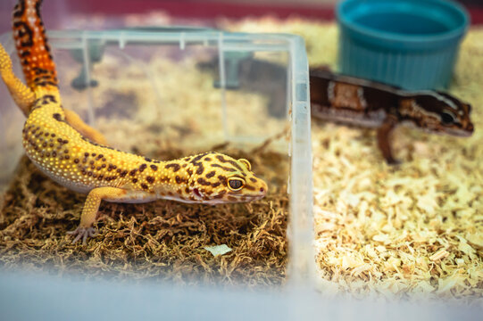 Cute fat-tailed gecko relaxing inside a clean transparent plastic box container with soft wood shavings bedding prepared by its owner