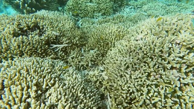 A vibrant underwater scene of parrotfishes schooling above a sandy seabed and a shallow coral reef.