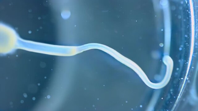 Sperm cell moving side macro view under blue lab light, tail motion and fluid particles for fertility research, semen analysis, IVF testing, reproductive medicine, and male health diagnostics