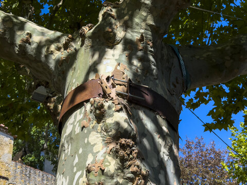 Plane tree trunk fitted with a metal support strap, Gers, Montesquiou, France