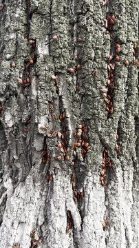 Colony of red firebugs crawling on tree bark. Swarm of small insects on trunk in spring. Macro close-up of wild nature, wildlife and entomology background.