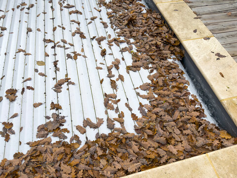 Swimming pool cover blanketed with fallen autumn leaves, Gers, Saint Georges, France