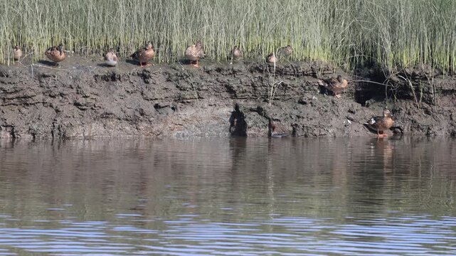 canard colvert et Grand Harle au repos