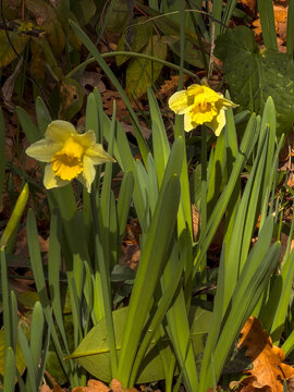 Yellow daffodils blooming among fallen autumn leaves, Gers, Saint Georges, France