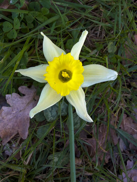 Close-up of a single yellow and white daffodil flower, Gers, Saint Georges, France