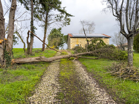 Fallen tree blocking a driveway after a storm, Gers, Saint Georges, France