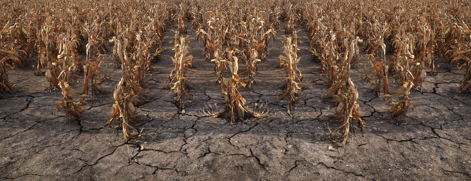 drought Dry corn field with wilted yellow brown leaves cracked land soil blue sky with scattered late harvest season in farm landscape Corn plants with dried leaves during extended drought season