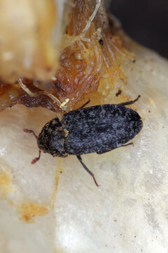 An adult specimen of Dermestes undulatus (Dermestidae - commonly referred to as skin beetles or carpet beetles) on dried bones.