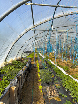 Vegetable seedlings growing inside a greenhouse with hanging support strings, Gers, Isle Jourdain, France