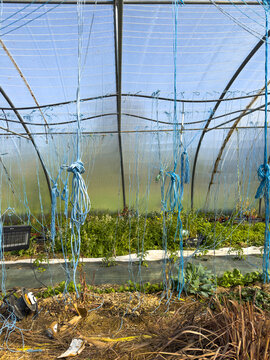 Rows of vegetable plants inside a greenhouse tunnel with support strings, Gers, Isle Jourdain, France