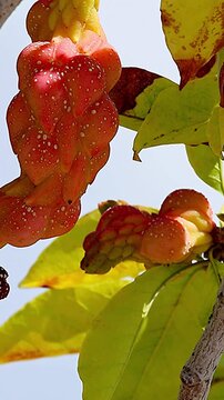 Unique Pink Kobus Magnolia Berries in Harmony with Colorful Autumn Leaves,close-up,Vertical