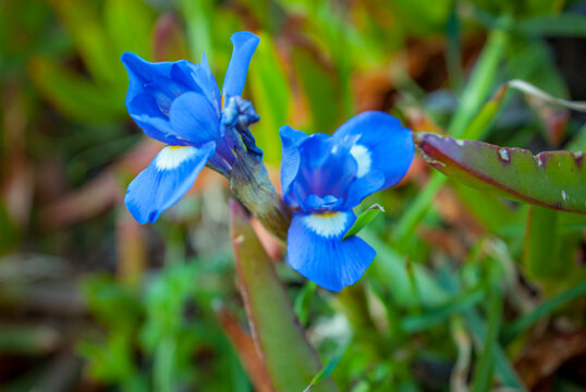 Blue iris flowers blooming outdoors