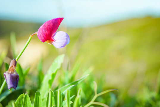 Close-up of a pink and purple vetch wild flower blooming outdoors