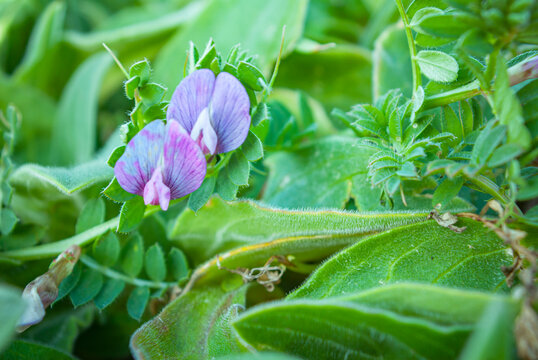 Purple vetch flowers blooming among green leaves in a garden
