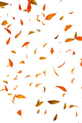 Falling autumn leaves blowing in the wind isolated on transparent background
