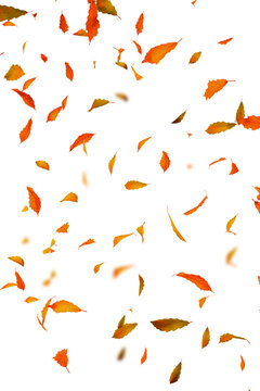 Falling autumn leaves blowing in the wind isolated on transparent background