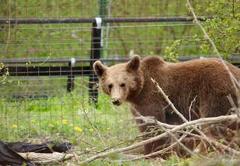 Romanian bears at a sanctuary  © Sophie