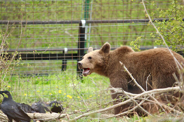 Romanian bears at a sanctuary  © Sophie