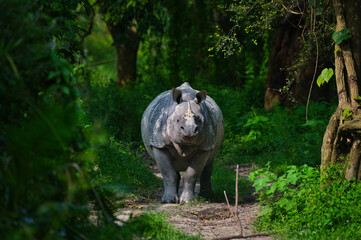 Greater One-Horned Rhinoceros head-on portrait on jungle path, Kaziranga National Park, Assam, India © Diganta Kumar sarma