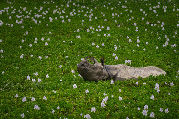 Indian Rhinoceros wallowing in blooming water hyacinth, Kaziranga National Park, Assam, India © Diganta Kumar sarma