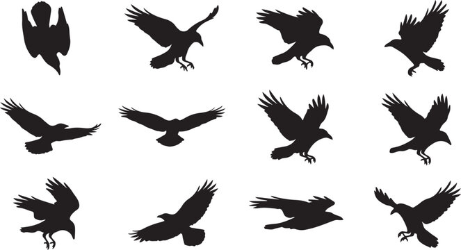 Set of twelve black silhouettes of crows and ravens in various flight and landing poses isolated on a white background, for use
