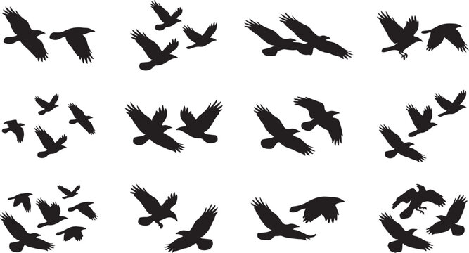 Set of twelve black silhouettes of flying crows and ravens in various poses isolated on a white background, for and artistic projects