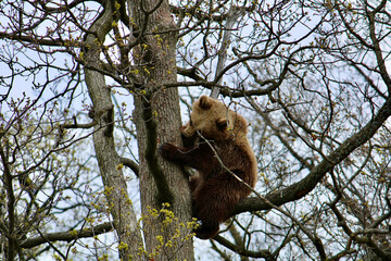 Romanian bears at a sanctuary  © Sophie