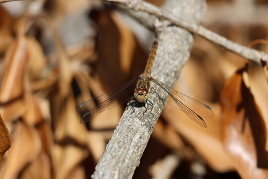 the female common darter dragonfly (Sympetrum striolatum)