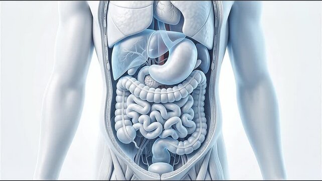 3D anatomical illustration of human male digestive system with highlighted stomach and intestines.