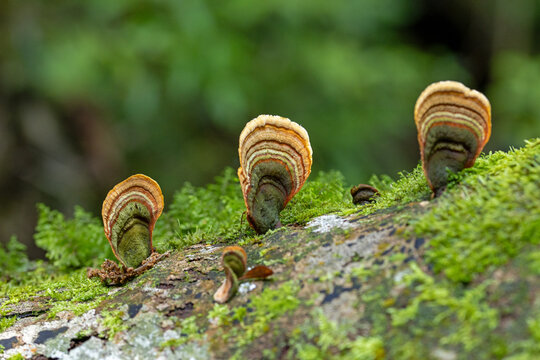 close-up of three colorful tree fungus known as &ldquo;Turkey tail&rdquo; or, in japanese, &ldquo;Kawaritake,&rdquo; on a moss-covered tree trunk
