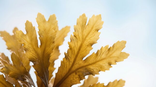 Brown Ecklonia radiata seaweed with textured fronds and copyspace.