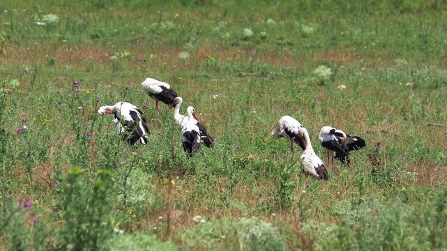 Ciconia ciconia flock grooming on a meadow in late summer
