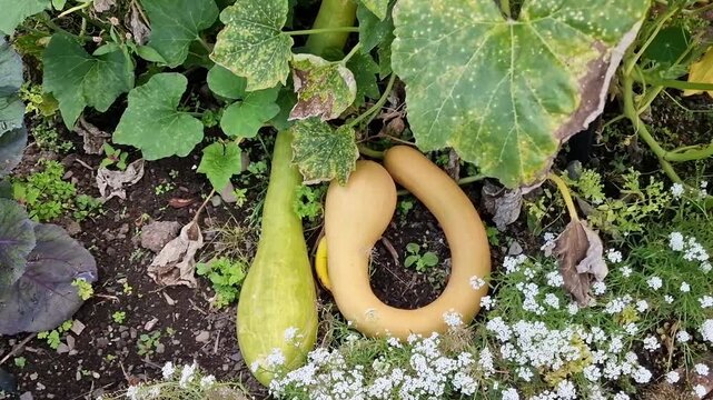 Cucurbita pepo 'Tromboncino d'Albenga' squash growing naturally in a lush, organic home garden bed, gardening stock video footage clip