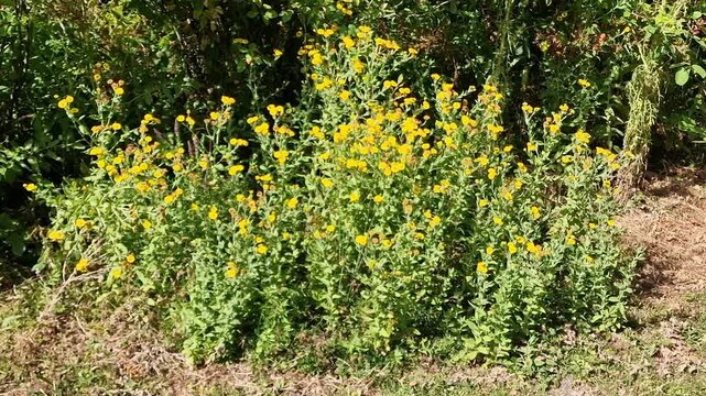 Common fleabane (Pulicaria dysenterica) a summer flowering wildflower plant with a yellow summertime flower also known as codowydd, greater fleabane and wild marigold, video footage