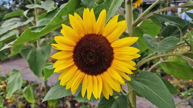 Helianthus annuus 'Astra Gold' a tall summer flower plant with summertime yellow petals commonly known as a sunflower, gardening stock video footage clip