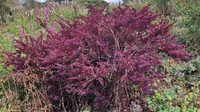 Berberis thunbergii f. atropurpurea ( Purple Japanese Barbary) a spring flowering shrub plant with a yellow springtime flower and red purple leaves in the autumn fall, gardening stock video footage