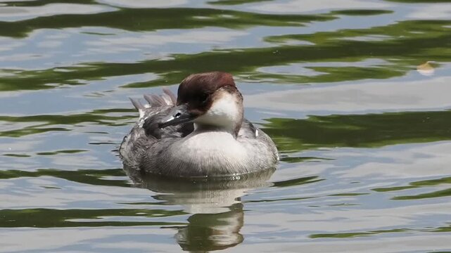 Female smew (Mergellus albellus) duck swimming peacefully on calm water, perfect for nature and wildlife projects, commonly known as a red-head, bird wildlife stock video footage clip 