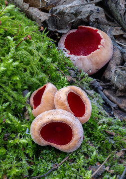 Scarlet elfcup group in spring