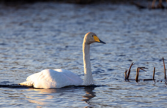 Whooper swan swimming in sea