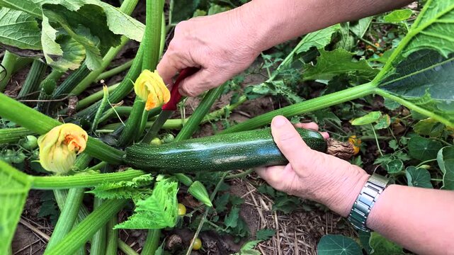 Frau erntet eine Zucchini im Garten, Selbstversorgung, Gesunde Ern&auml;hrung, Herbst