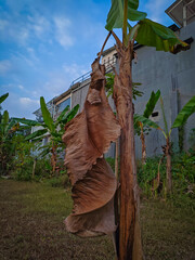 Dead banana leaf on a tree in Indonesia against a cloudy blue sky. © Regi