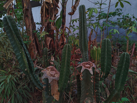 Green cereus cactus stems growing outdoors in a backyard garden with tropical plants in the background under natural daytime lighting.