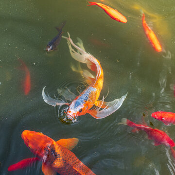 Colorful longfin koi carp with an open mouth and air bubble at the pond surface, creating circular ripples while swimming among red and orange ornamental fish.