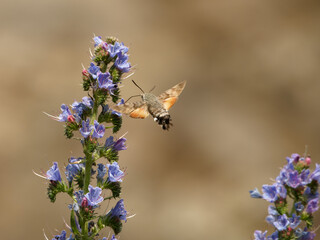 Close up of a hummingbird hawk-moth in flight during summer. Macroglossum stellatarum hovering and drinking nectar from purple blossoms called blueweed © AFilipczuk