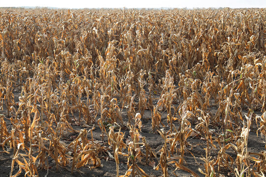 drought Dry corn field with wilted yellow brown leaves cracked land soil blue sky with scattered late harvest season in farm landscape Corn plants with dried leaves during extended drought season