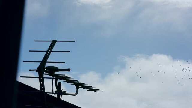 古いアンテナと霧雲が流れる空　コムクドリ群れがフレームイン、フレームアウトを繰り返す
