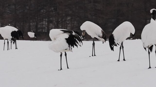 北海道 冬のタンチョウたち