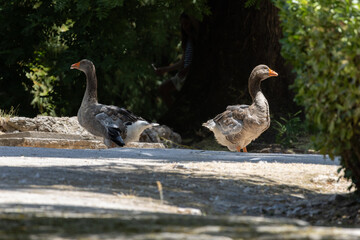 Geese walking on a path in a park © João Macedo
