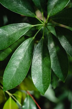 Close-up of glossy green schefflera leaves arranged in a radial umbrella pattern. Fresh tropical plant foliage with rich natural texture and vibrant botanical background.