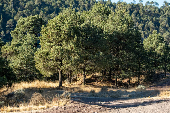 Mature pine trees stand along a dirt trail beside golden grassland in Cumbres del Ajusco National Park in Mexico City, Mexico.